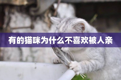 有的貓咪為什么不喜歡被人親