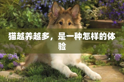 貓越養越多，是一種怎樣的體驗