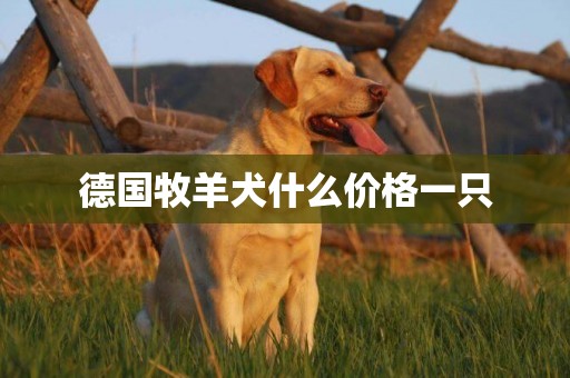 德國牧羊犬什么價格一只