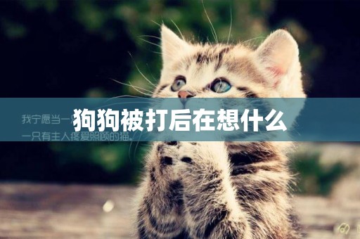 狗狗被打后在想什么