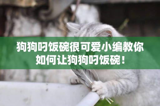 狗狗叼飯碗很可愛小編教你如何讓狗狗叼飯碗！