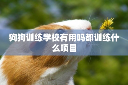 狗狗訓練學校有用嗎都訓練什么項目