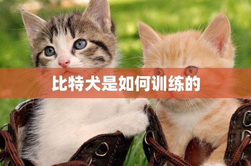 比特犬是如何訓練的