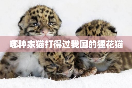 哪種家貓打得過我國的貍花貓