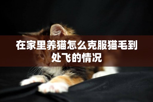 在家里養貓怎么克服貓毛到處飛的情況