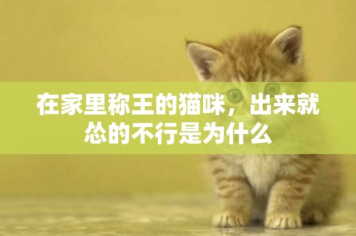 在家里稱王的貓咪，出來就慫的不行是為什么