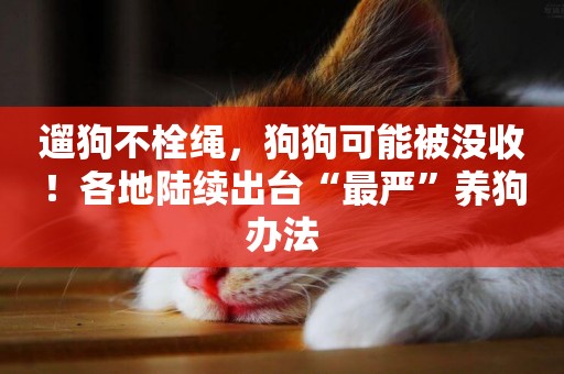 遛狗不栓繩，狗狗可能被沒收！各地陸續出臺“最嚴”養狗辦法