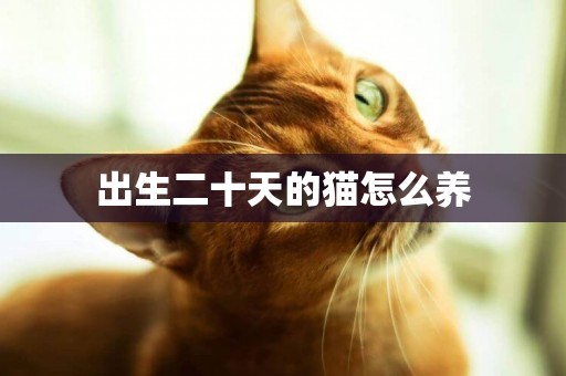 出生二十天的貓怎么養