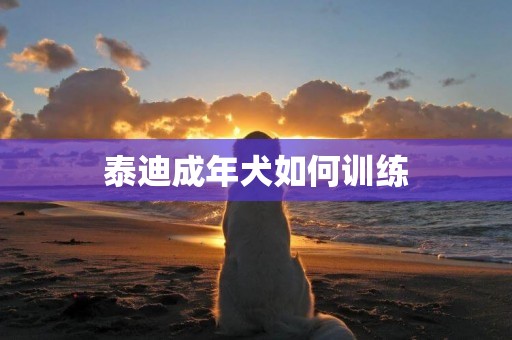 泰迪成年犬如何訓練