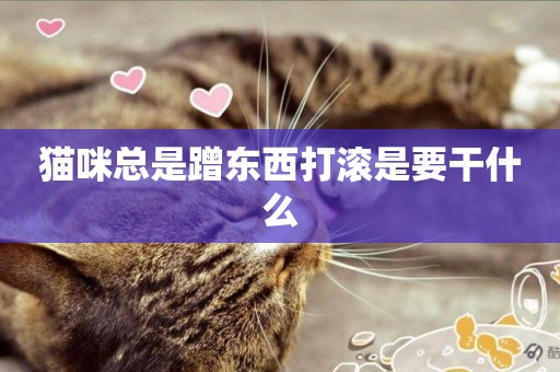 貓咪總是蹭東西打滾是要干什么
