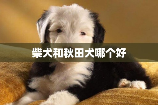 柴犬和秋田犬哪個好