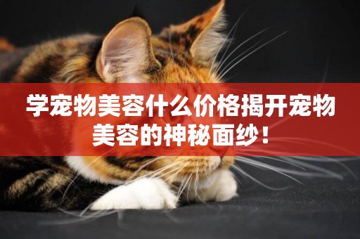 學寵物美容什么價格揭開寵物美容的神秘面紗！