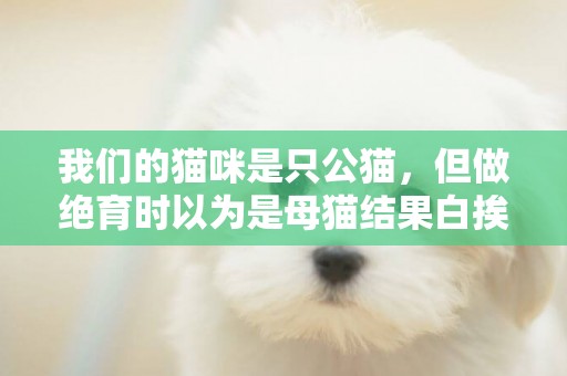 我們的貓咪是只公貓，但做絕育時以為是母貓結果白挨了一刀，算誰