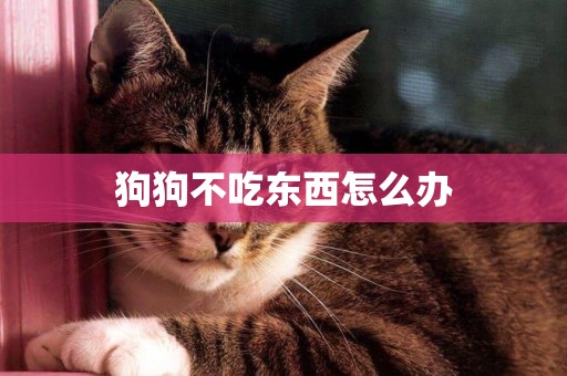狗狗不吃東西怎么辦
