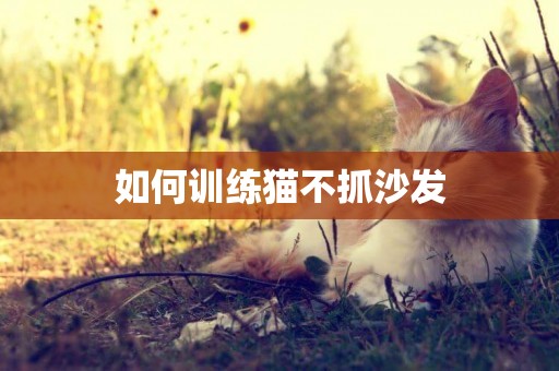 如何訓練貓不抓沙發