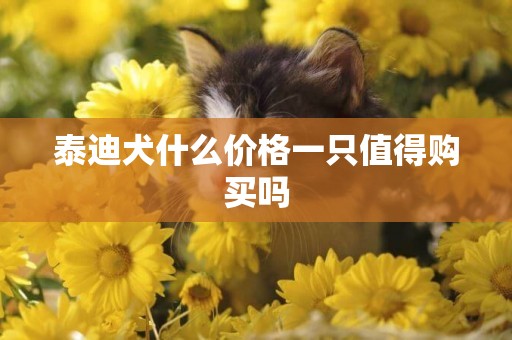泰迪犬什么價格一只值得購買嗎