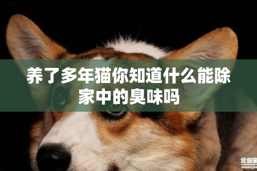 養了多年貓你知道什么能除家中的臭味嗎