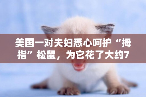 美國一對夫婦悉心呵護“拇指”松鼠，為它花了大約7萬元