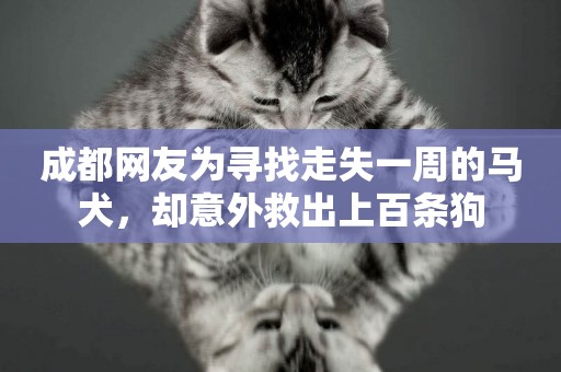 成都網友為尋找走失一周的馬犬，卻意外救出上百條狗