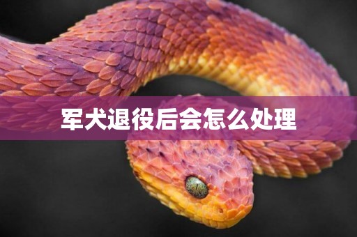 軍犬退役后會怎么處理