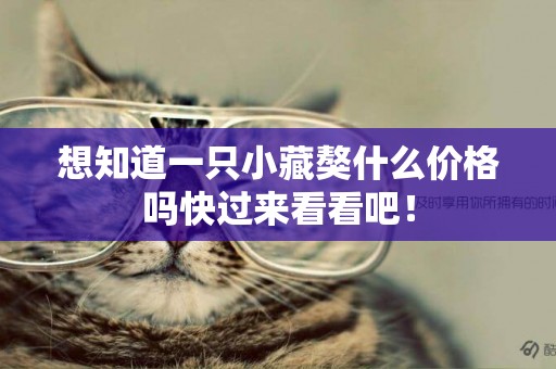 想知道一只小藏獒什么價格嗎快過來看看吧！