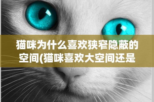 貓咪為什么喜歡狹窄隱蔽的空間(貓咪喜歡大空間還是小空間)