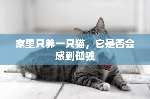 家里只養一只貓，它是否會感到孤獨