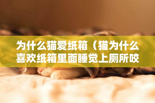 為什么貓愛紙箱（貓為什么喜歡紙箱里面睡覺上廁所咬紙箱）