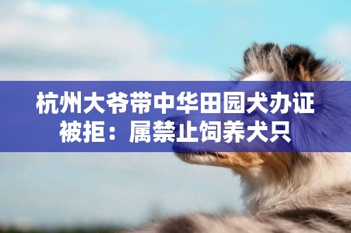 杭州大爺帶中華田園犬辦證被拒：屬禁止飼養犬只
