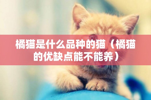 橘貓是什么品種的貓（橘貓的優缺點能不能養）