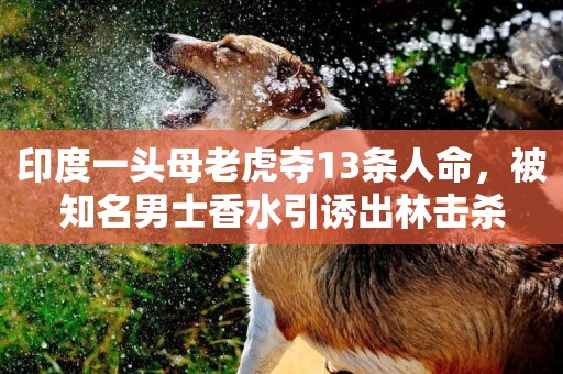 印度一頭母老虎奪13條人命，被知名男士香水引誘出林擊殺
