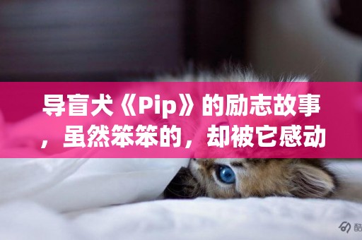 導盲犬《Pip》的勵志故事，雖然笨笨的，卻被它感動哭！