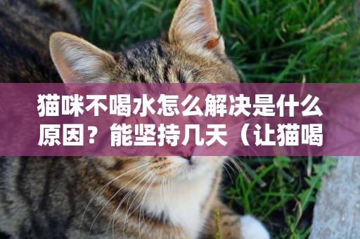 貓咪不喝水怎么解決是什么原因？能堅持幾天（讓貓喝水的七大妙招）