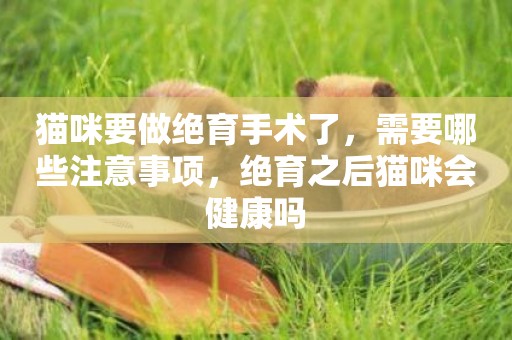貓咪要做絕育手術了，需要哪些注意事項，絕育之后貓咪會健康嗎