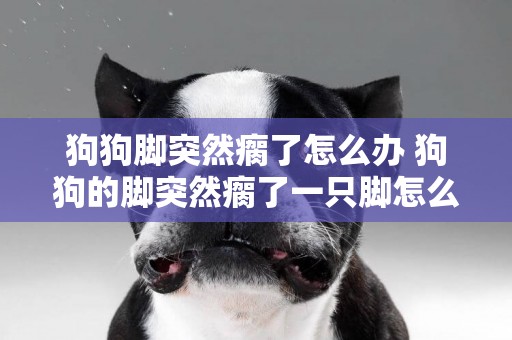 狗狗腳突然瘸了怎么辦 狗狗的腳突然瘸了一只腳怎么回事