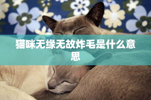 貓咪無緣無故炸毛是什么意思