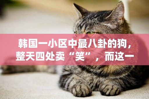 韓國一小區中最八卦的狗，整天四處賣“笑”，而這一切竟是為了&amp;#