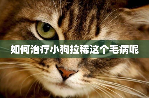 如何治療小狗拉稀這個毛病呢