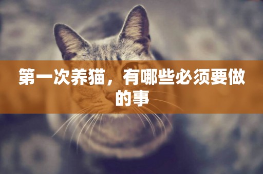 第一次養貓，有哪些必須要做的事