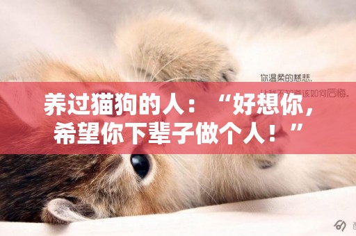 養過貓狗的人：“好想你，希望你下輩子做個人！”