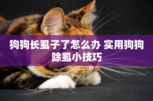 狗狗長虱子了怎么辦 實用狗狗除虱小技巧