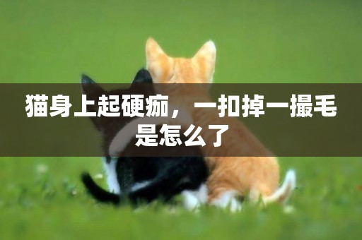 貓身上起硬痂，一扣掉一撮毛是怎么了