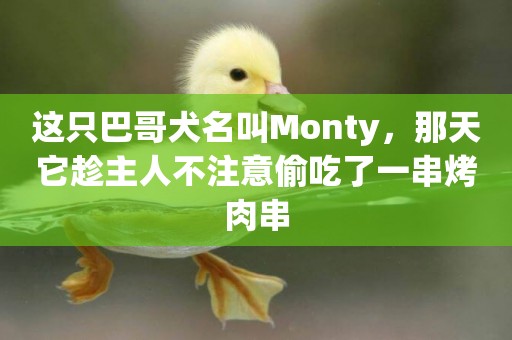 這只巴哥犬名叫Monty，那天它趁主人不注意偷吃了一串烤肉串