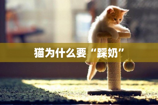 貓為什么要“踩奶”
