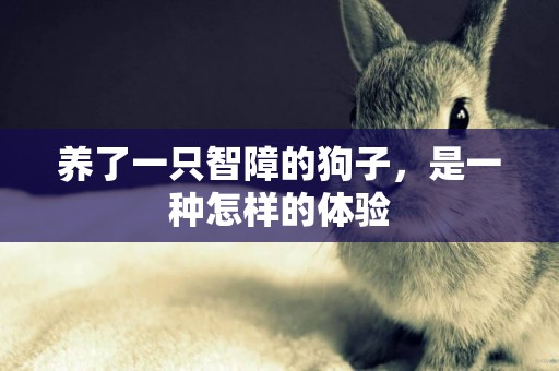養了一只智障的狗子，是一種怎樣的體驗