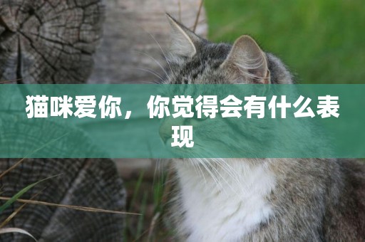 貓咪愛你，你覺得會有什么表現
