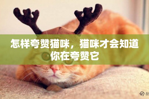 怎樣夸贊貓咪，貓咪才會知道你在夸贊它