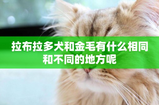 拉布拉多犬和金毛有什么相同和不同的地方呢