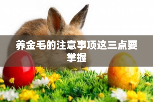 養金毛的注意事項這三點要掌握