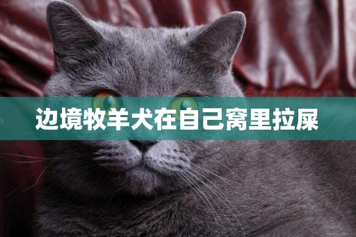 邊境牧羊犬在自己窩里拉屎